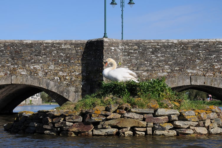 The 'swan island' in Wadebridge, Cornwall.