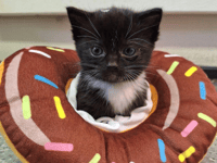 Animal charity 'devastated' after special kitten Donut dies suddenly 