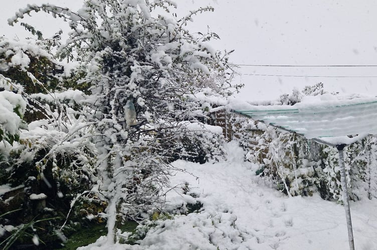 Snow in Cornwall Picture: Liz Lovick