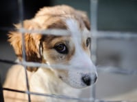 Number of pets abandoned in Cornwall rose by more than a tenth