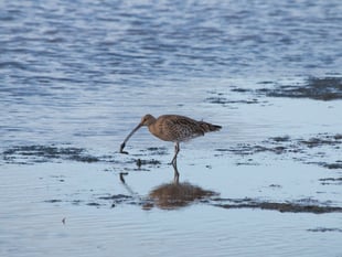 Endangered Dartmoor Curlews’ epic journey for winter sun