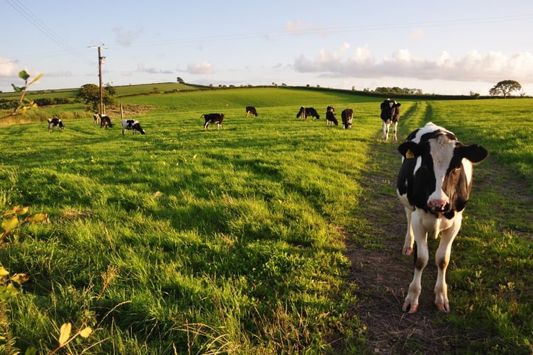 Cows in a field. (Picture: Lewis Clarke/Geograph)