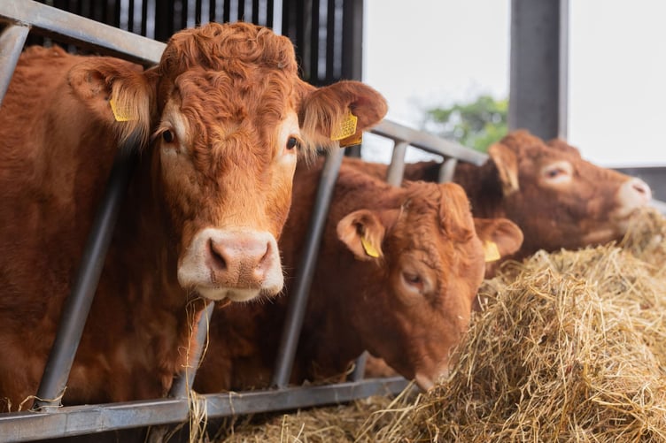 Cows in a barn (Picture: Great Cornish Food)