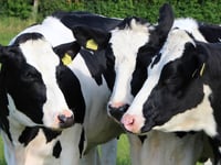 Cornish milk suppliers not trialling new Bovaer cow feed additive