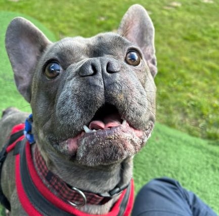 RSPCA calling for compassionate foster volunteers to come forward 