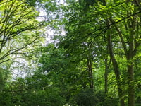 Residents in Cornwall encouraged to get their hands on a free tree