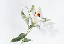Obituary of Rachel Louise Davey of Launceston