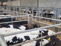 Holsworthy Livestock Market Report: Wednesday, January 22