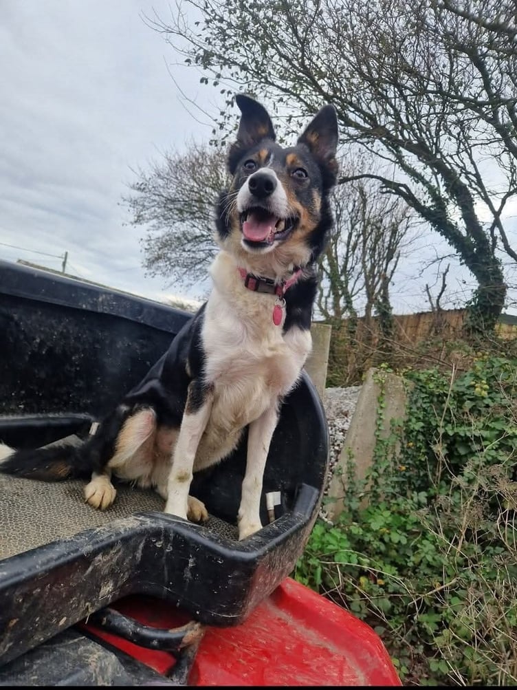 Three-year-old Border Collie Pearl. Photo released January 24 2025. A vet rebuilt a sheepdogs mouth after her jaw was virtually smashed off in a hit-and-run  by performing a root canal.Three-year-old Border Collie Pearl was rushed to a vet after a car ploughed into her on a country road.Pearl suffered horrific facial injuries which left he upper jaw hanging off her face.Graphic photographs show the poor pooch after she was taken to Linnaeus-owned Cave Veterinary Specialists, in West Buckland, Somerset.