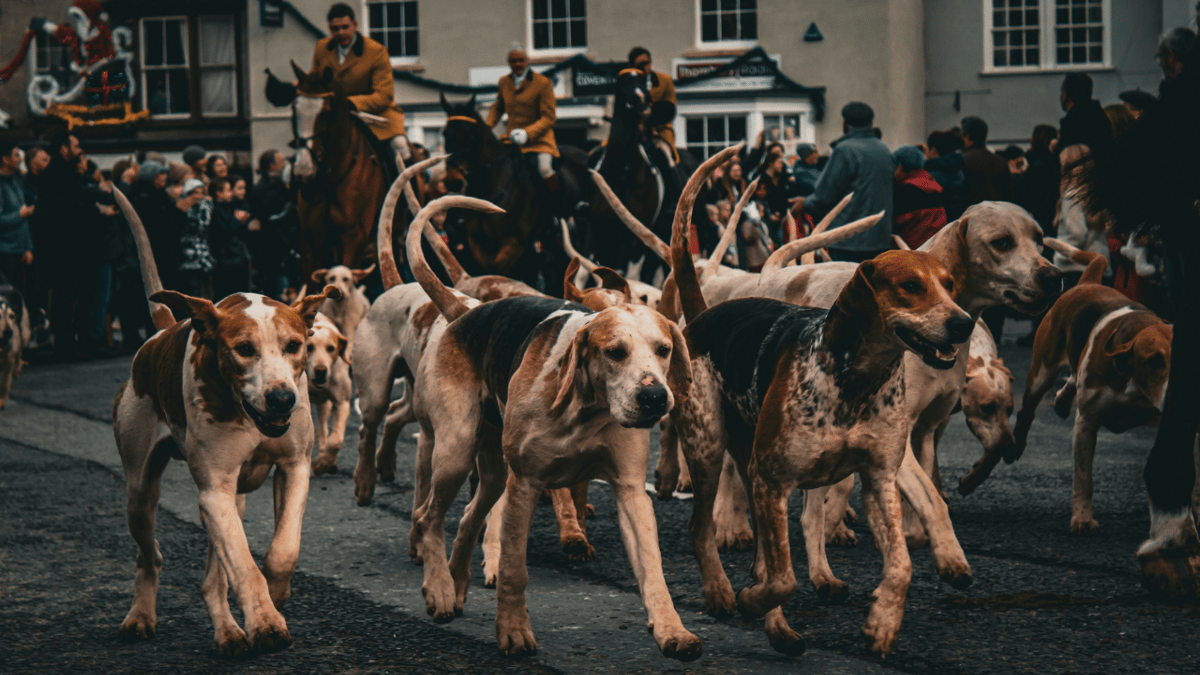 Local hunt refutes claims of illegal fox hunting following incident at ...