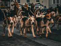 Local hunt refutes claims of illegal fox hunting following incident 