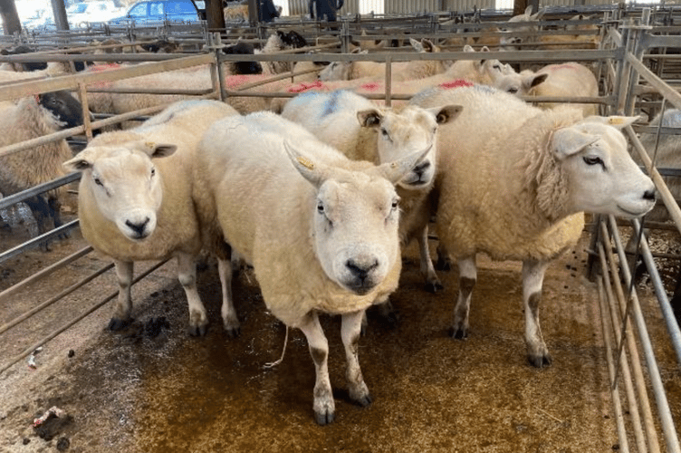 Hallworthy Market Report.