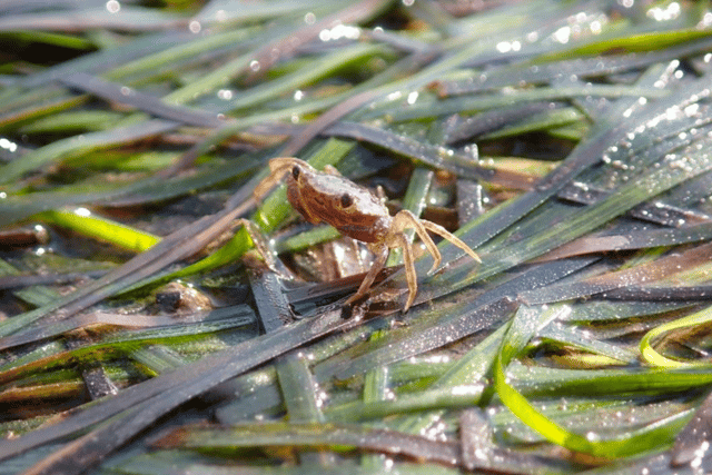 Trust appealing for help as part of seagrass restoration project