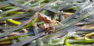 Trust appealing for help as part of seagrass restoration project