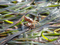 Trust appealing for help as part of seagrass restoration project
