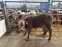 Holsworthy Livestock Market Report: Wednesday, February 12
