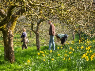 National Trust sites across Cornwall are set to burst into life