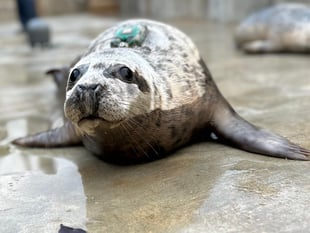 Rehabilitated seal pup has been on quite the adventure since release