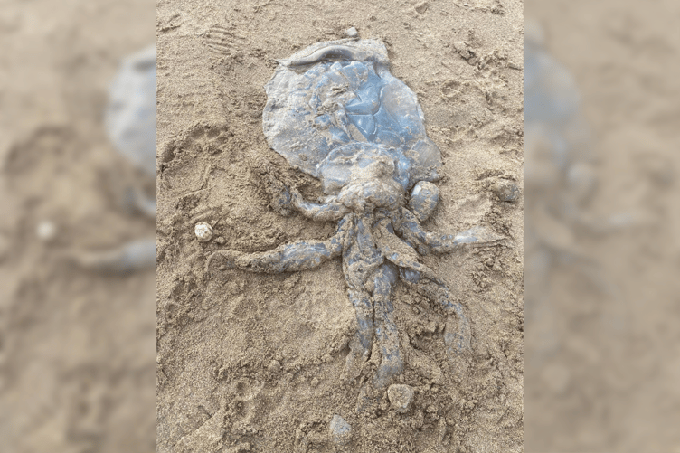 Bude Barrel Jelly Fish