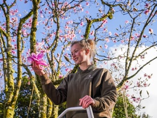 Spring has arrived according to folklore as 50 magnolia blooms appear 