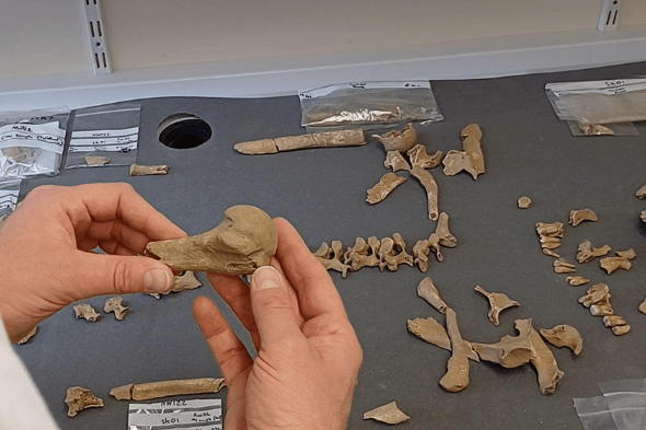 The remains of the man found at Trevone. (Picture: Cornwall Council)