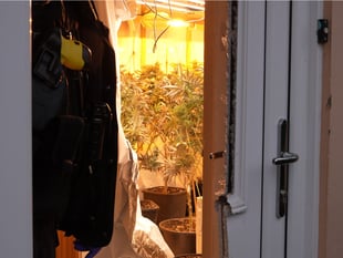 Police target cannabis production by organised criminal networks 