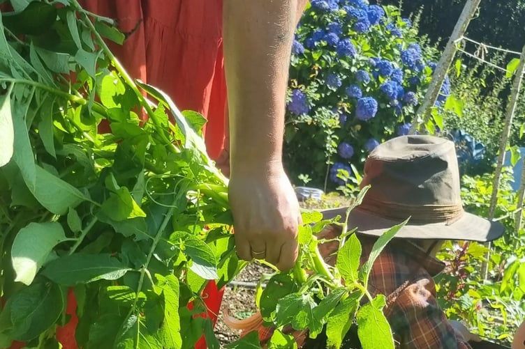 THE community garden will be a space for everyone to enjoy and to learn about food growing, medicinal herbs, permaculture techniques and to share skills and knowledge