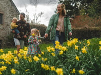 Dancing daffodils draw record breaking crowds to Cotehele