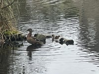 Spring joy: First ducklings hatch at Bodmin Park