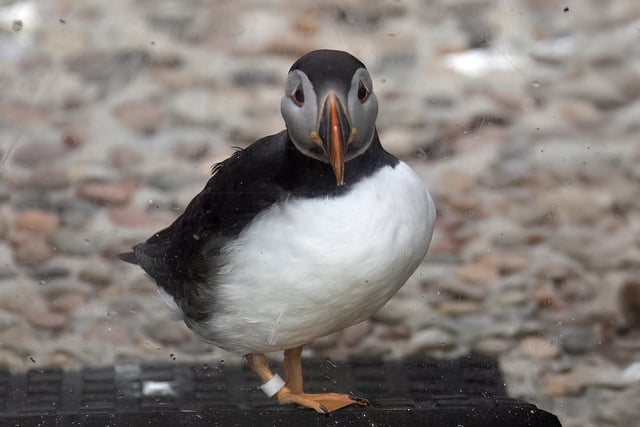 A rare glimpse of winter puffin plumage at the Cornish Seal Sanctuary