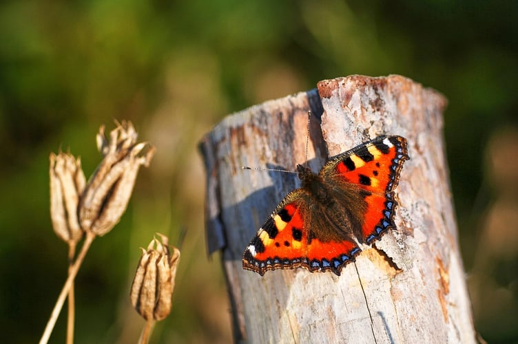 The Small Tortoiseshell had its worst year on record. (Picture: Gilles San Martin)