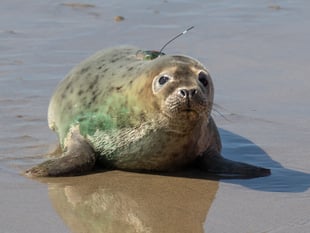 Brave seal pup 'Leaf Cutter' returns to the wild after supporter help