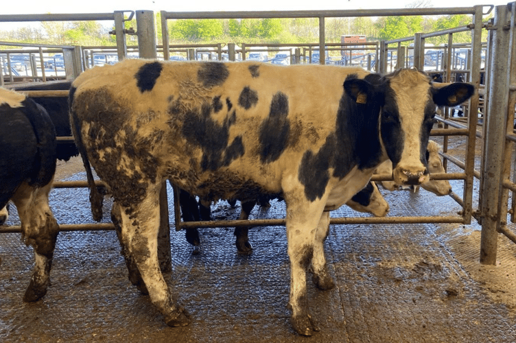 Top of £2500 for a 26mth British Blue steer.