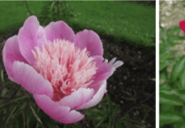 Historic peony collection in Launceston gains National Plant Collection status