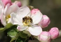 Festival of Blossom to be celebrated across the Tamar Valley
