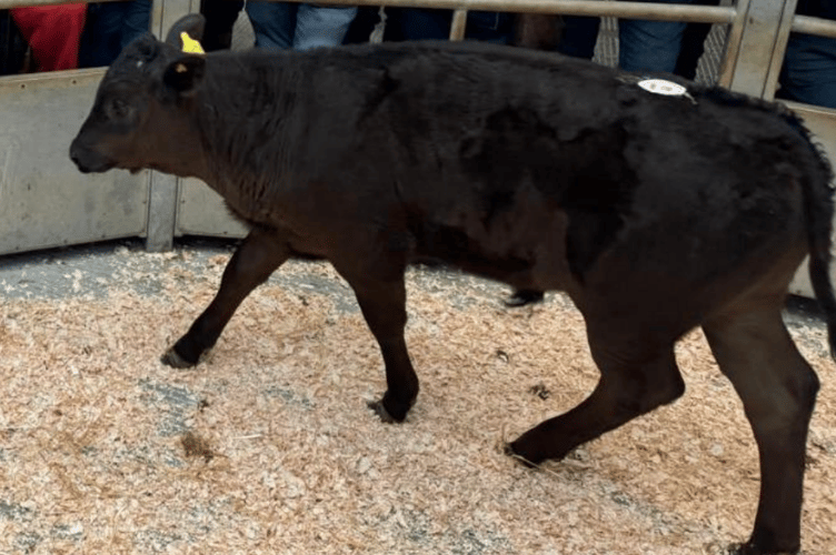 A Limousin bull to £750 from PH Collins Partnership, Holsworthy.