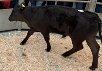 Holsworthy Livestock Market Report: Wednesday, April 23