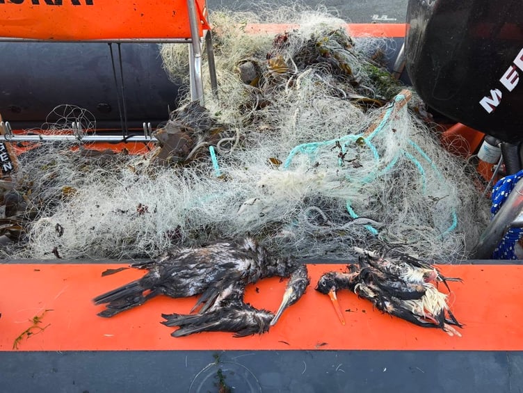 Dead marine life that was caught in an abandoned 400 metre fishing net in Drake's Island, Plymouth. Dozens of birds and fish have died in 400 metres of abandoned fishing net. Marine volunteers had to spend five hours removing the immense monofilament net from Plymouth Sound National Marine Park on Monday (21 April). The net, which was found at Drake's Island, had entrapped and killed dozens of fish, shags, seabirds, crabs, and lobsters. It is believed the birds drowned after becoming entangled whilst diving into the sea for the fish trapped in the net.