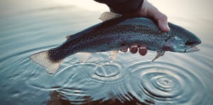 Fishing improves during April at South West Lakes Trusts sites