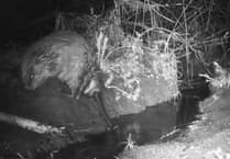 Bodmin beaver caught farting on camera