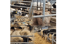 Holsworthy Livestock Market Report: Wednesday, May 7