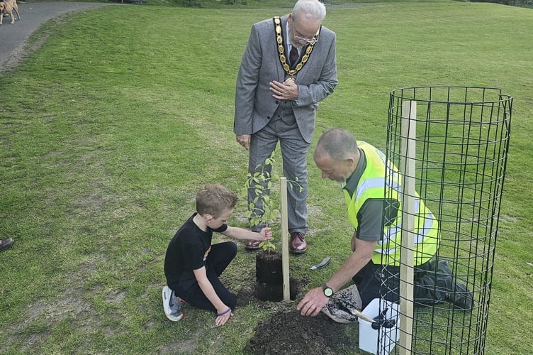 A young boy helps Rob Rotchell, mayor of Camelford in planting a tree to mark 80 years since VE Day. (Picture: Camelford Town Council)