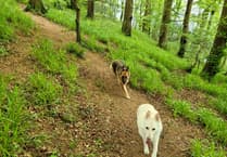 German Shepherd charity recognised with £1,000 funding award