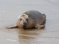 Grey seal pups spotted swimming in France and Ireland