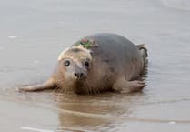 Grey seal pups released with GPS trackers spotted swimming in France and Ireland