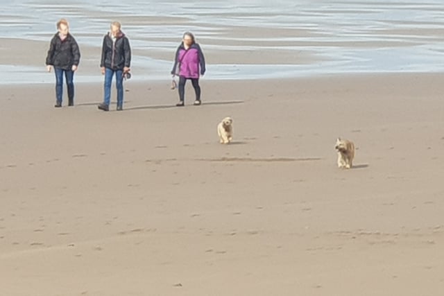 Cornwall Council warns dog owners amid upcoming beach restrictions