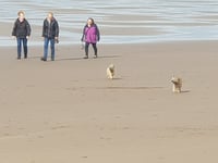 Cornwall Council warns dog owners amid upcoming beach restrictions
