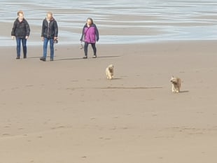 People to have say on when dogs are allowed on beaches