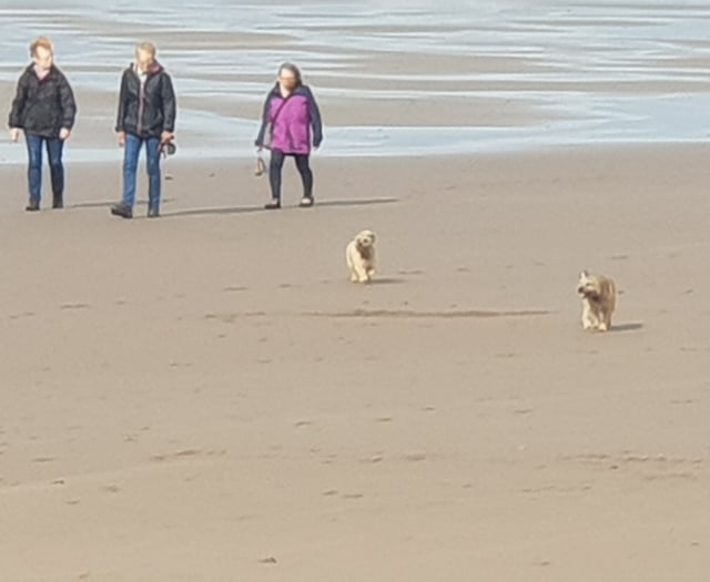 Cornwall Council warns dog owners amid upcoming beach restrictions