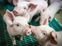 Farmers urged to respond following zinc oxide ban 